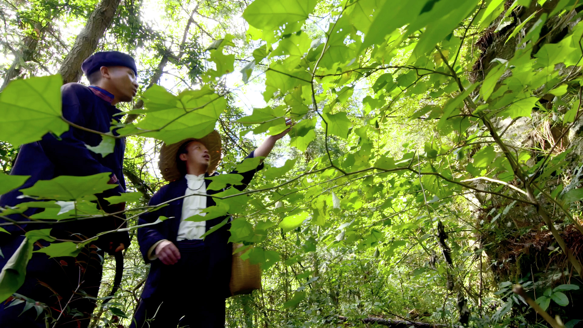 雷公藤种植基地图片